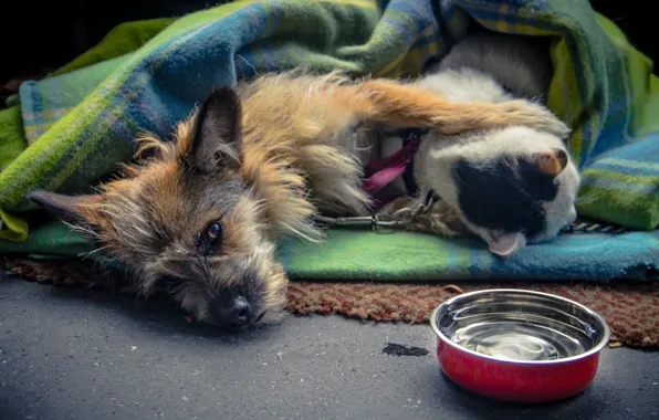 Cat, love, together, dog, blanket, bowl, lie