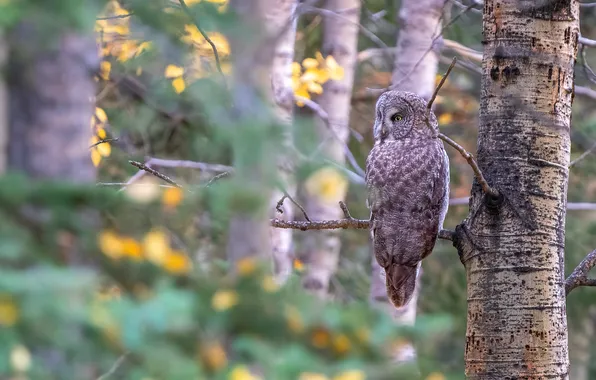 Forest, flowers, tree, owl, bird, blur, branch, spring
