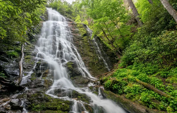 Greens, forest, trees, rock, stones, waterfall, moss, USA