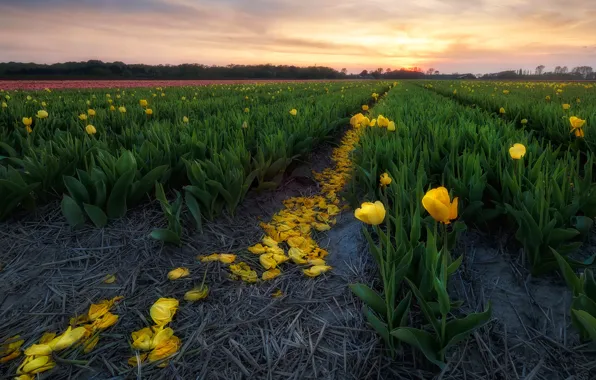 Picture field, the sky, sunset, flowers, yellow, tulips, the ranks, plantation