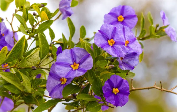 Greens, leaves, flowers, branches, flowering, lilac, shrub, liciantes