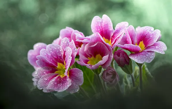 Drops, flowers, Rosa, blur, spring, pink, green background, bokeh