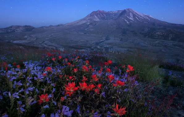 Landscape, flowers, mountains