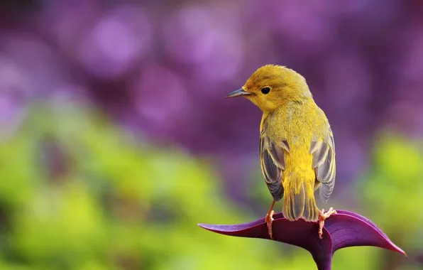 Background, lilac, bird, leaf, grey, bird, yellow