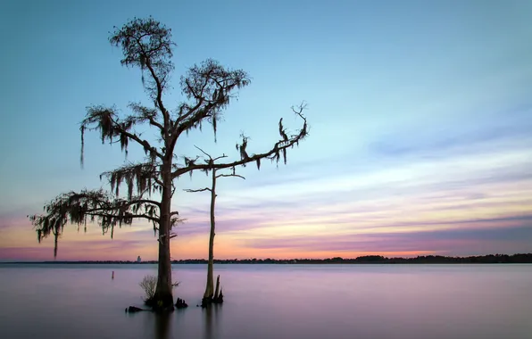 Trees, sunset, lake