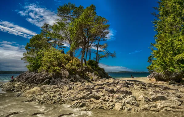 Sand, sea, forest, beach, the sky, clouds, trees, stones