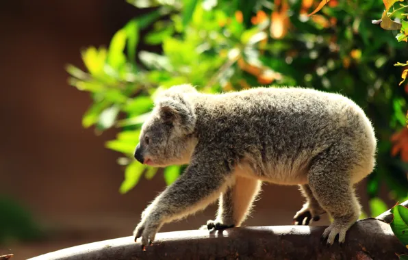 Picture branches, nature, Koala