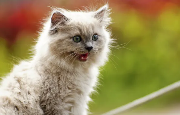 Background, pussy, cat