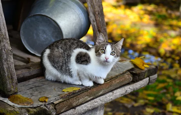 Autumn, cat, look, pose, kitty, foliage, Board, garden