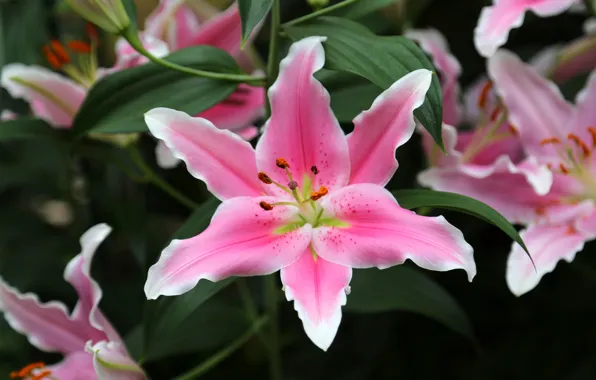 Macro, Lily, Lily, petals