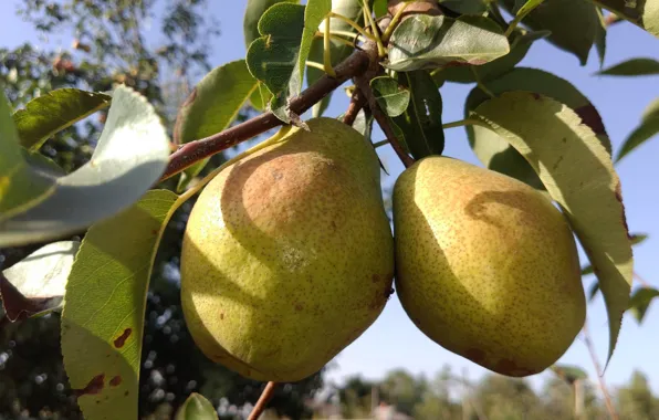 Autumn, fruit, pear