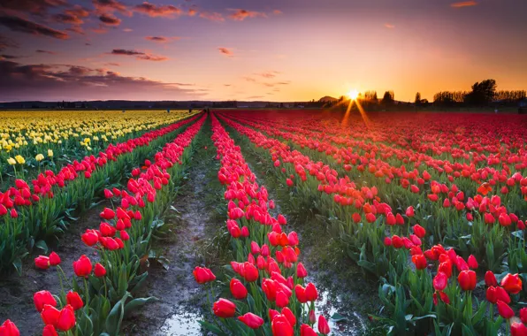 Field, the sky, the sun, rays, trees, sunset, flowers, spring