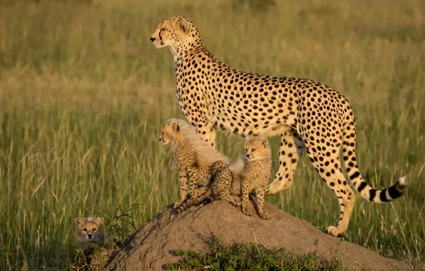 Picture kittens, Africa, cheetahs, cubs