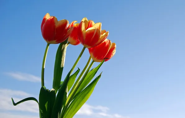Picture the sky, leaves, flowers, bouquet, tulips