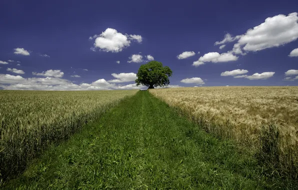 Wheat, field, the sky, grass, clouds, tree, farm, wheat field