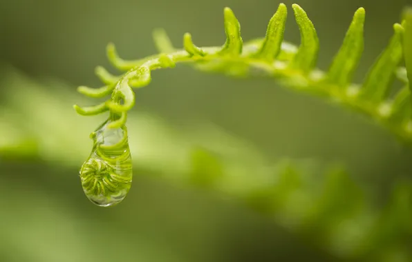 Picture plant, drop, fern
