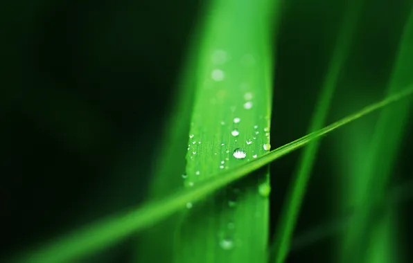 Picture grass, water, drops, Macro, green, a blade of grass