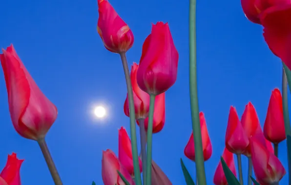 The sky, the moon, petals, stem, tulips