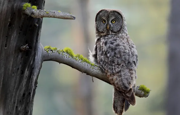 Picture tree, owl, bird, moss, bitches, Great grey owl