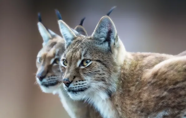 Picture look, reflection, predator, lynx, Eurasian lynx