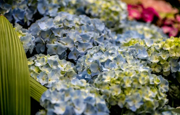 Flowers, nature, Bush, flowering, blue, Hydrangea