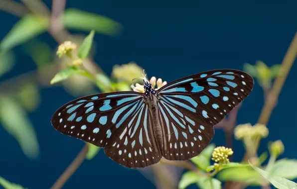 Macro, butterfly, wings, Some ideopsis