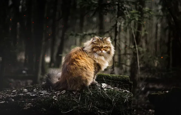 Forest, cat, cat, look, trees, branches, nature, pose