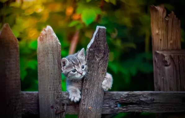 The fence, baby, kitty