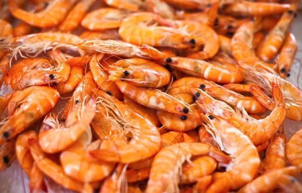 A lot, fresh, shrimp