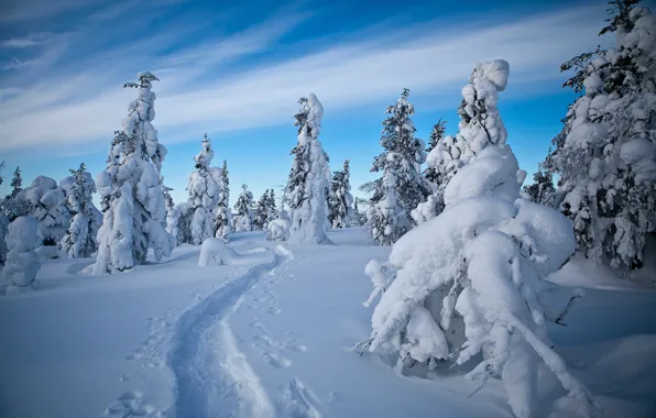 Winter, snow, trees, traces, path, Finland, Finland, Lapland
