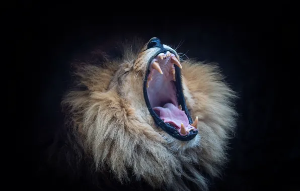 Leo, mouth, beast