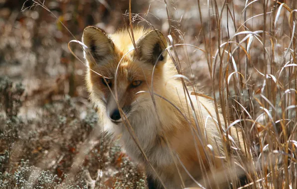 Nature, spring, Fox