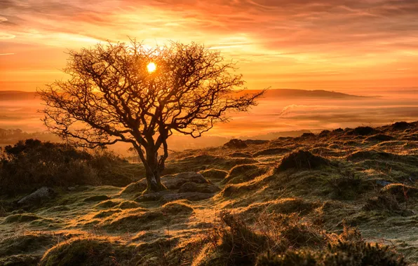 Frost, autumn, the sky, the sun, trees, sunset, slope