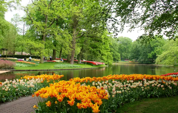 Trees, flowers, pond, Park, tulips, Netherlands, Keukenhof Gardens
