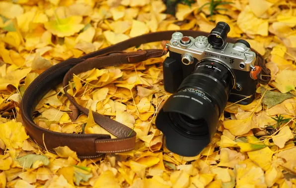 Picture autumn, leaves, the camera, Olympus