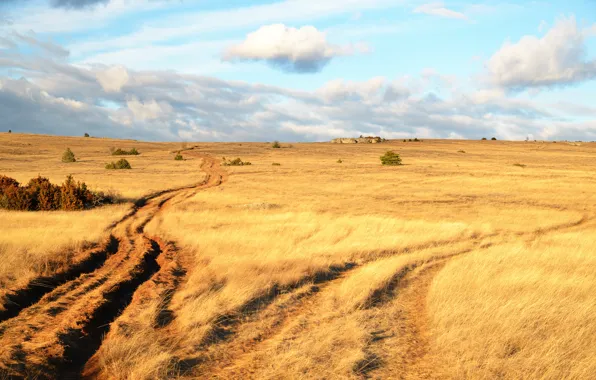 Picture field, clouds, trees, horizon