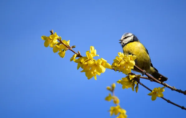 The sky, flowers, blue, bird, branch, spring, yellow, flowering