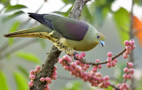 Picture trees, branches, pose, green, berries, background, bird, fruit