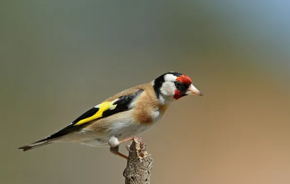Picture bird, branch, black-headed goldfinch