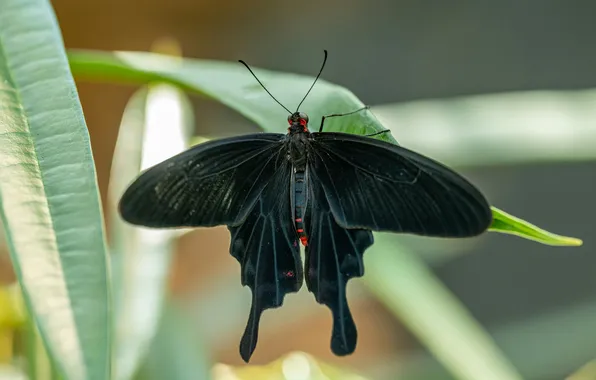 Leaves, microsemi, wings, Butterfly, insect, beautiful, closeup