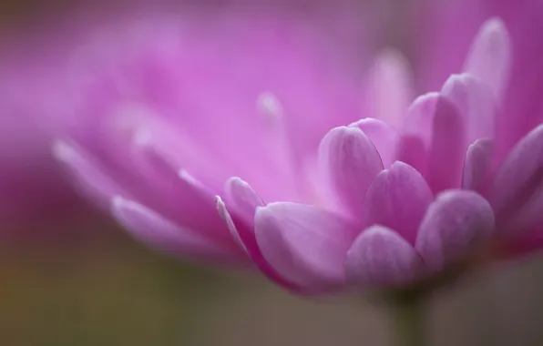 Picture macro, flowers, petals, pink, chrysanthemum