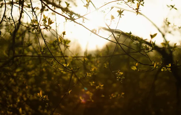Leaves, the sun, branch, Nature