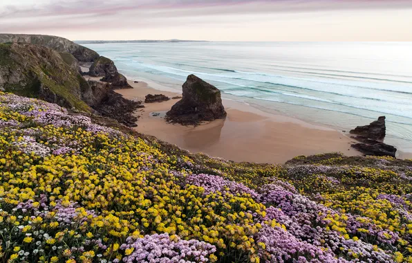 Sea, beach, flowers, open, rocks, Tiekie beach