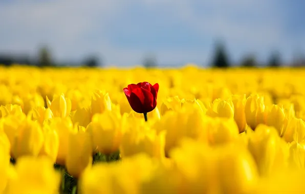 Field, flowers, spring, yellow, tulips