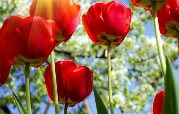 Picture the sun, rays, flowers, nature, red tulips