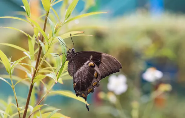 Nature, background, butterfly, Fleur Walton