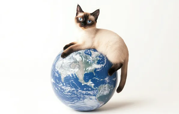 Cat, look, pose, kitty, planet, Earth, white background, lies