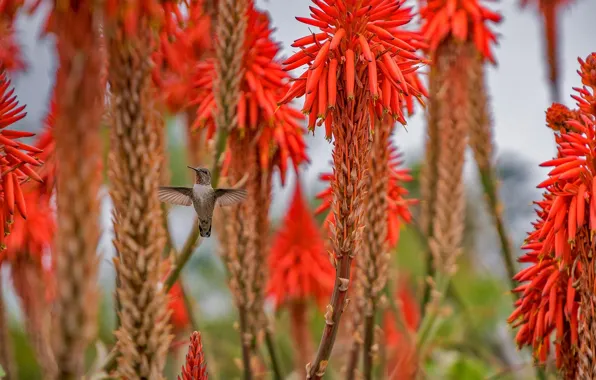 Picture flowers, Hummingbird, CA, USA, aloe, Laguna Beach