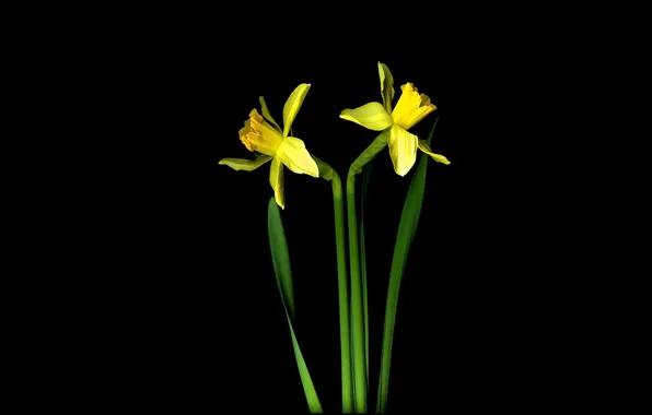 Light, background, shadow, petals, stem, Narcissus