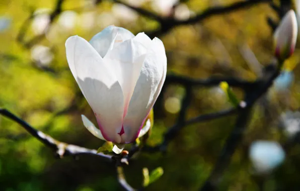 Spring, may, Sunny, Ukraine, Magnolia, The Botanical garden